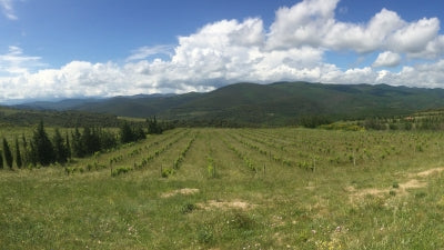 New Arrivals: Laguerre, Finot and Planquette!