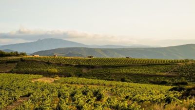 Languedoc-Roussillon Smorgasbord - Introducing Domaine Reveille and More!