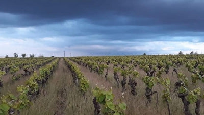 Muscadet! Summer 2026 Edition