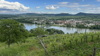 The Historic Wines of Nikolaihof