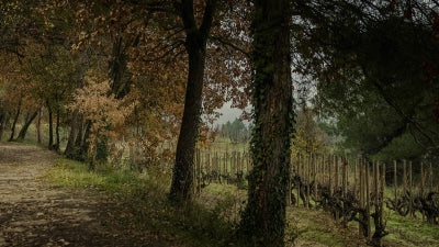 Iberian Delirium! - Fall Picks from Portugal and Spain