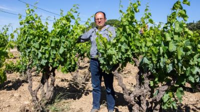 Southern Rhône Report: Great Wines, Great Values - And Introducing Terre des Chardons!