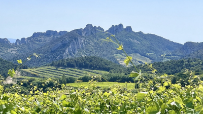 Rhône Valley: Best Values, New Arrivals & Cellar Selections 2007 - 2024!