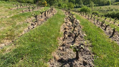 New Releases from La Ferme de la Sansonnière and Domaine de Bellivière!