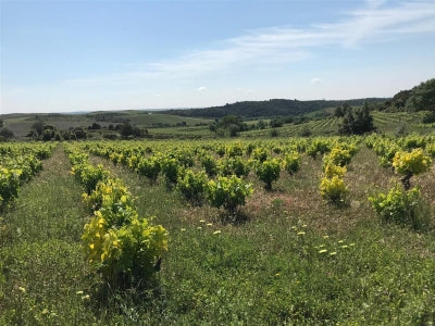 Clos Fantine: Faugères in Your Cup!