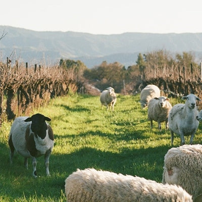 Âmevive - A Fresh Take on California Rhône