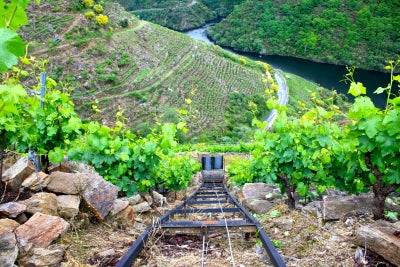 Wines of Northwest Spain: Galicia and Bierzo