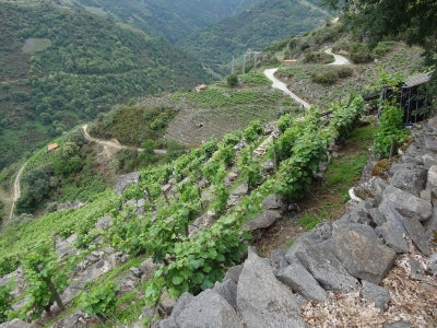 Envínate 2019: Wines of Tenerife and Ribeira Sacra