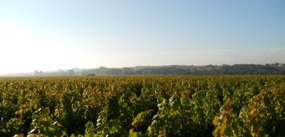 2022 Domaine de la Pépière "Les Gras Moutons" and, of course, More Muscadet!