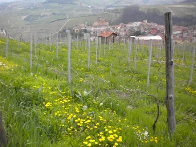 Canonica: a Piemontese 'Discovery'