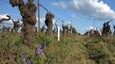 2022 Pépière Muscadet Cru "Clisson!" Returning Favorites from Muscadet, Chinon and Vouvray & Huet Dinner Jan. 21st