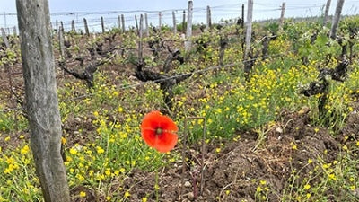 Domaine Tabordet is Back! Plus Vouvray, Montlouis, Muscadet and More!