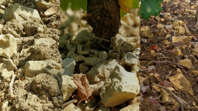 Pouilly-Fumé and Sancerre from Domaine Tabordet - Organic and Biodynamic!